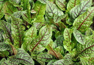 Sorrel, a colourful variety