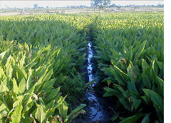 Turmeric in Field, photo by Rajkumar6182